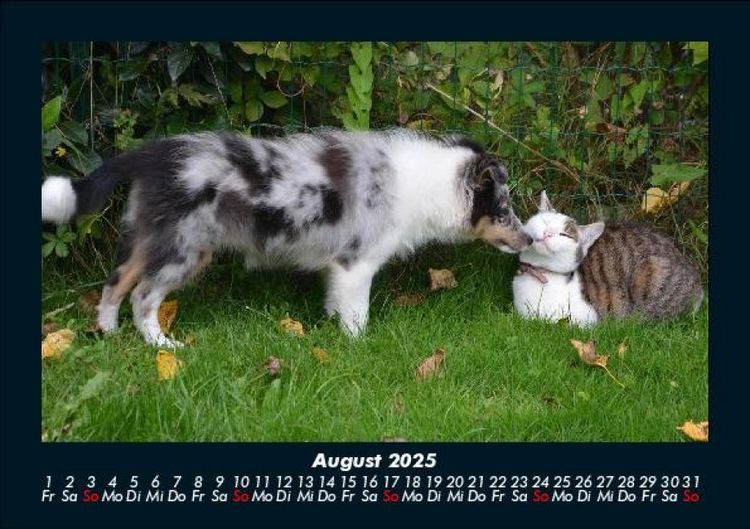 Produktbild: F&uuml;r Katzenfreunde 2025 Fotokalender DIN A5