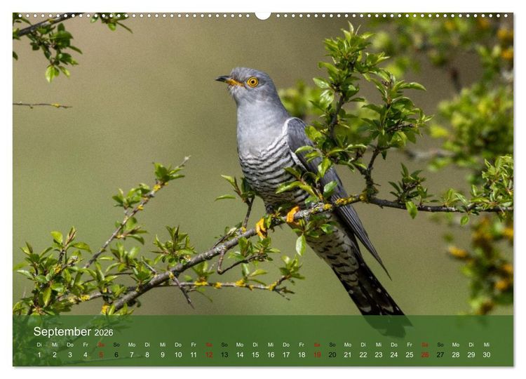 Produktbild: Kuckuck,Kuckuck,rufts aus dem Wald (Wandkalender 2026 DIN A2 quer), CALVENDO Monatskalender