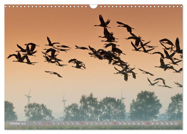 Produktbild: KranichRomantik (Wandkalender 2026 DIN A3 quer), CALVENDO Monatskalender