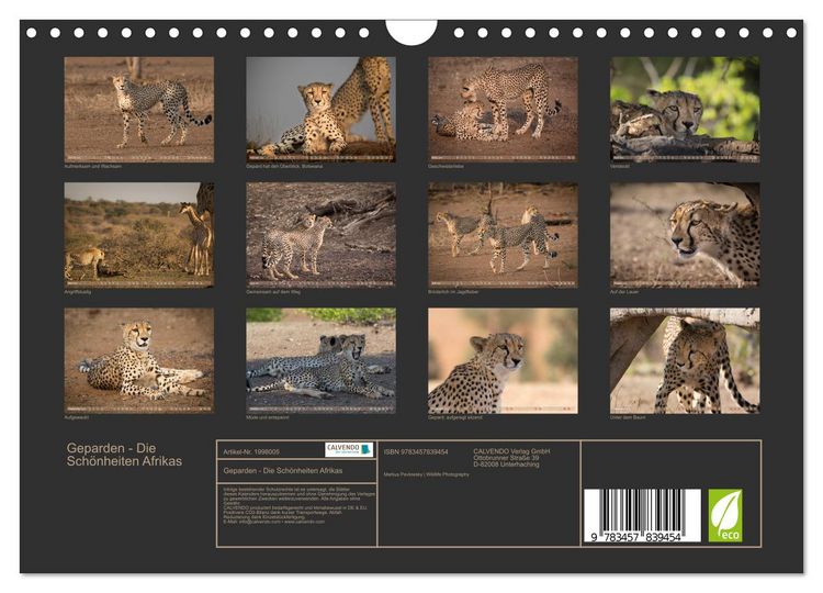 Produktbild: Geparden - Die Sch&ouml;nheiten Afrikas (Wandkalender 2026 DIN A4 quer), CALVENDO Monatskalender