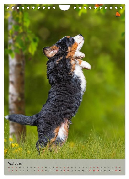 Produktbild: Berner Sennenhund - Ein Hund f&uuml;r alle F&auml;lle (Wandkalender 2026 DIN A4 hoch), CALVENDO Monatskalender