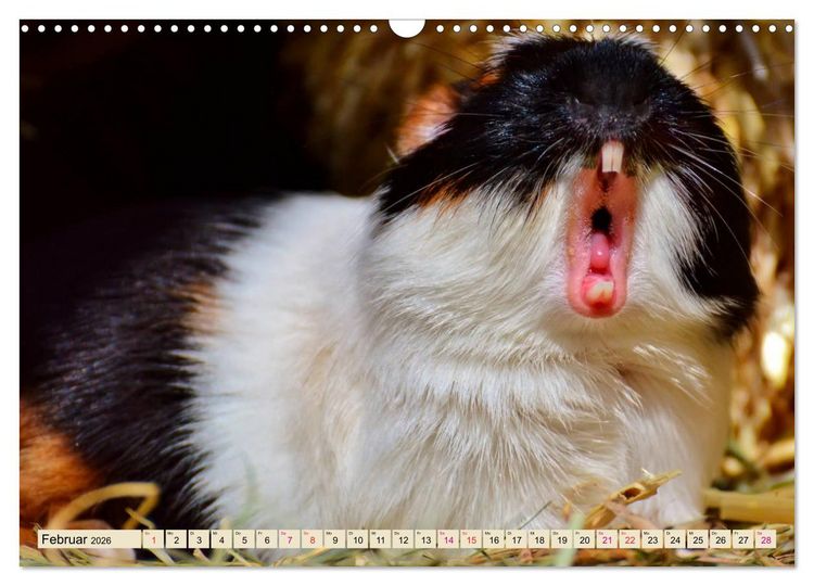 Produktbild: Meerschweinchen - so s&uuml;&szlig; (Wandkalender 2026 DIN A3 quer), CALVENDO Monatskalender