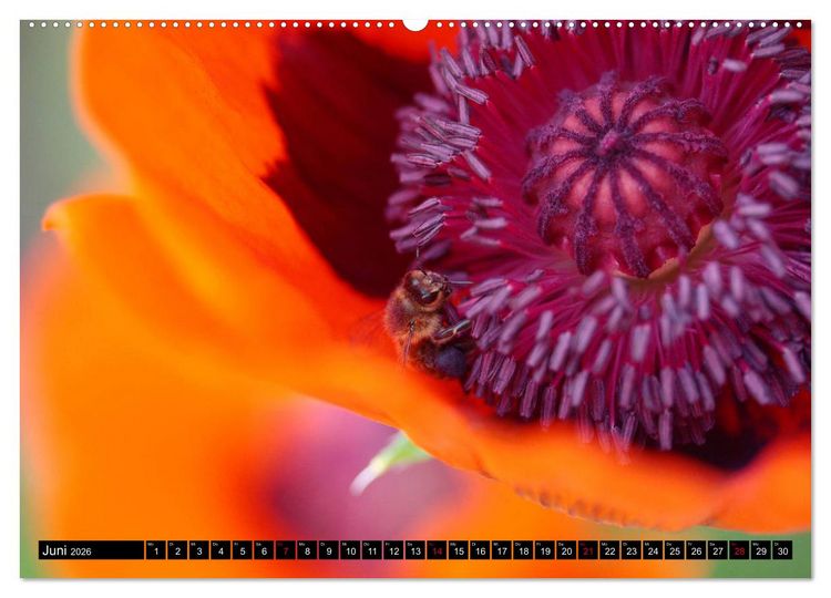 Produktbild: Mohnbl&uuml;ten-Portr&auml;ts (Wandkalender 2026 DIN A2 quer), CALVENDO Monatskalender