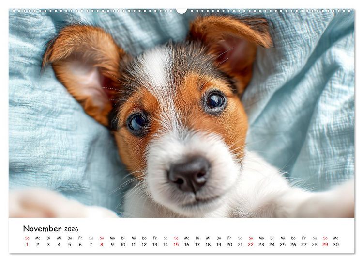 Produktbild: JACK RUSSEL - Kleine Hunde mit gro&szlig;em Charakter (hochwertiger Premium Wandkalender 2026 DIN A2 quer), Kunstdruck in Hochglanz