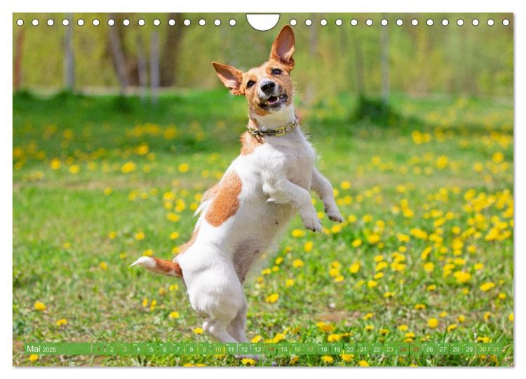 Produktbild: Jack Russell Terrier: flink und verspielt (Wandkalender 2026 DIN A4 quer), CALVENDO Monatskalender