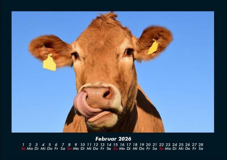 Produktbild: Kuhkalender 2026 Fotokalender DIN A4