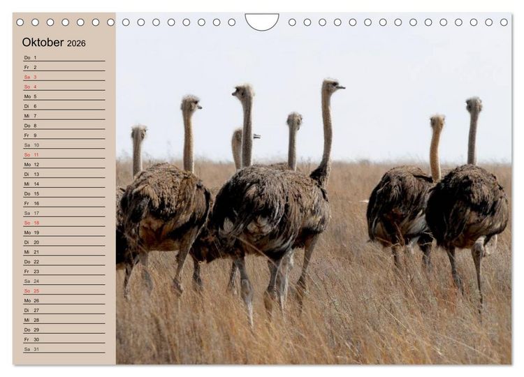 Produktbild: Vogel Strau&szlig;. Imposanter Riese und L&auml;ufer (Wandkalender 2026 DIN A4 quer), CALVENDO Monatskalender