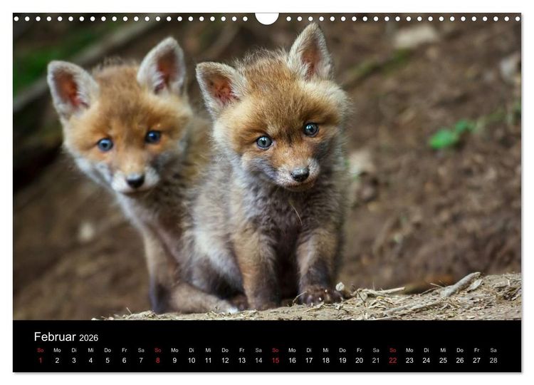 Produktbild: F&uuml;chse in freier Natur (Wandkalender 2026 DIN A3 quer), CALVENDO Monatskalender