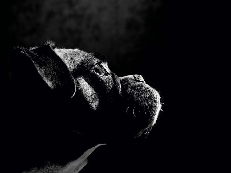 Produktbild: CALVENDO Puzzle Nelly - Deutscher Boxer, 5 Jahre 1000 Teile Puzzle quer | 1000 Teile Lege-Gr&ouml;&szlig;e 64 &times; 48 cm Foto-Puzzle f&uuml;r gl&uuml;ckliche Stunden
