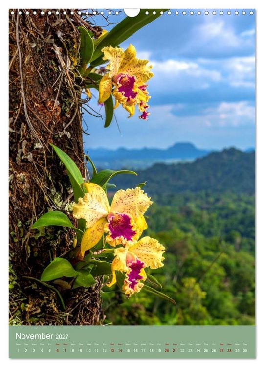 Produktbild: Cattleya - Breeder's Pride (Wall Calendar 2027 DIN A3 portrait), CALVENDO 12 Month Wall Calendar