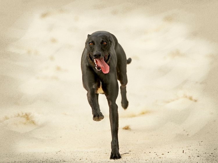Produktbild: CALVENDO Puzzle Ein Motiv aus dem Kalender Galgo espa&ntilde;ol - Spanische Windhunde in Bewegung | 1000 Teile Lege-Gr&ouml;&szlig;e 64x48cm Foto-Puzzle f&uuml;r gl&uuml;ckliche Stunden