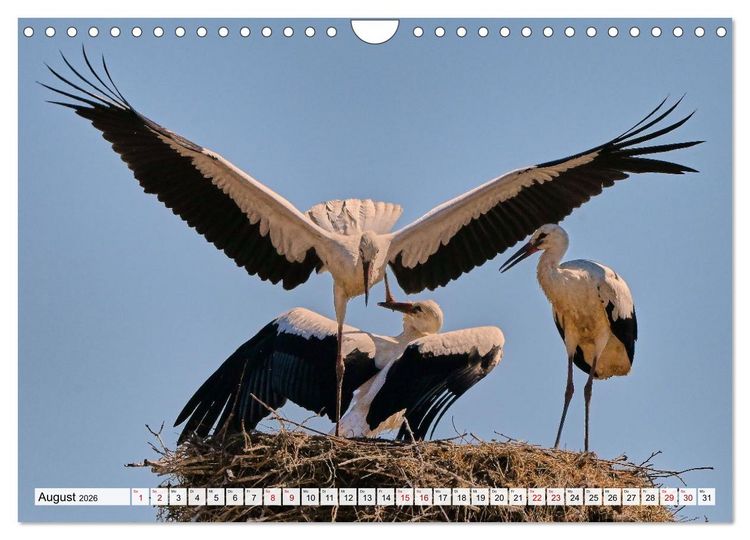 Produktbild: Eine Saison mit Familie Storch (Wandkalender 2026 DIN A4 quer), CALVENDO Monatskalender