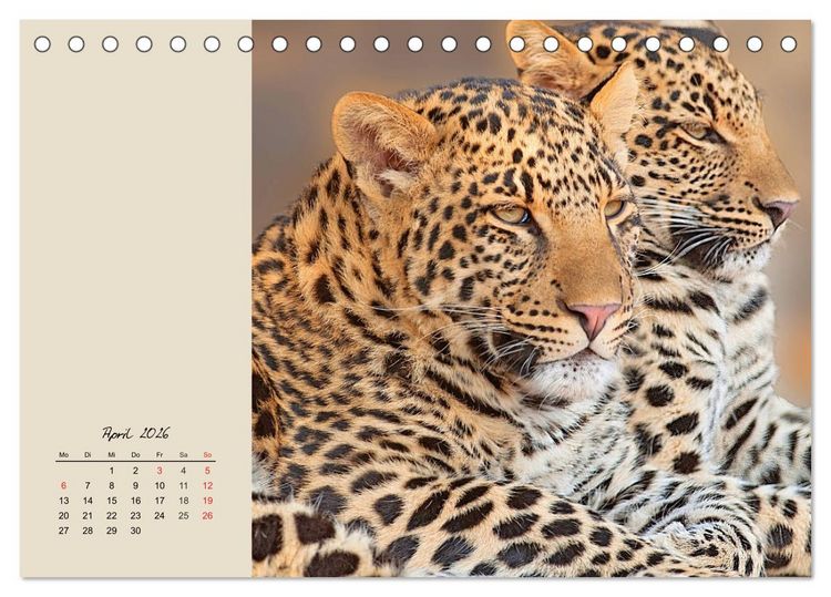 Produktbild: Leoparden. Geschmeidig, kr&auml;ftig und klug (Tischkalender 2026 DIN A5 quer), CALVENDO Monatskalender