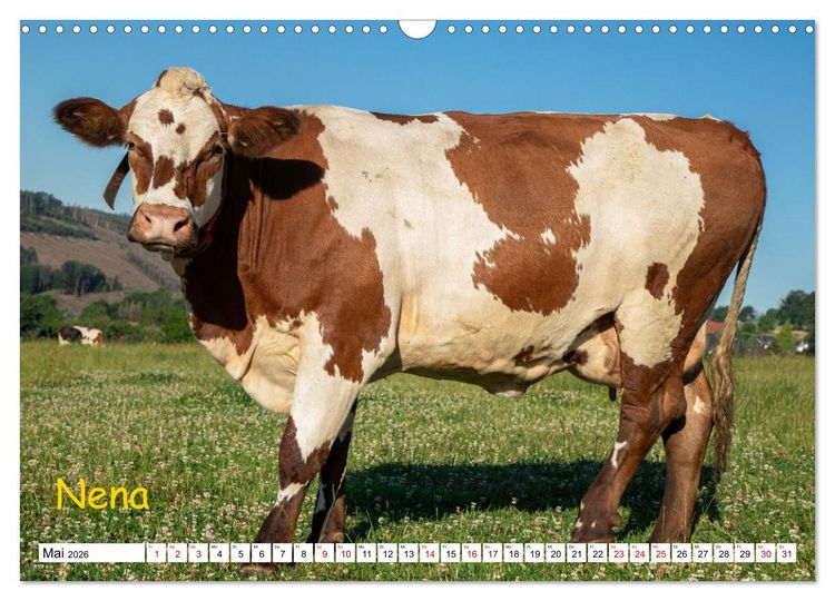 Produktbild: Aussterbende Rassen und Rarit&auml;ten (Wandkalender 2026 DIN A3 quer), CALVENDO Monatskalender