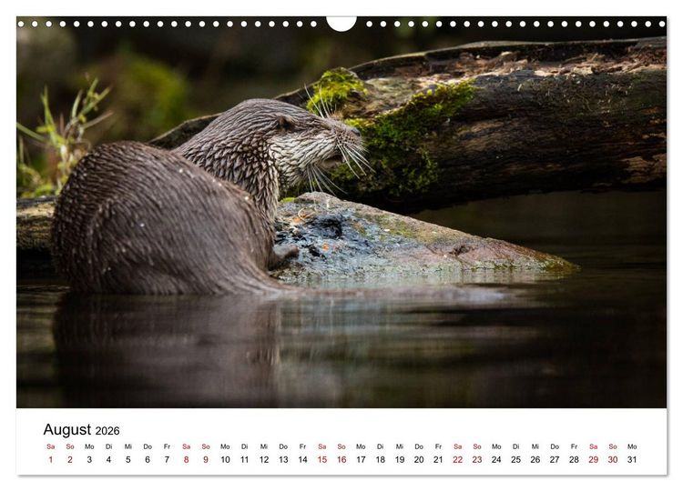 Produktbild: Otter - J&auml;ger an Fl&uuml;ssen und Seen (Wandkalender 2026 DIN A3 quer), CALVENDO Monatskalender