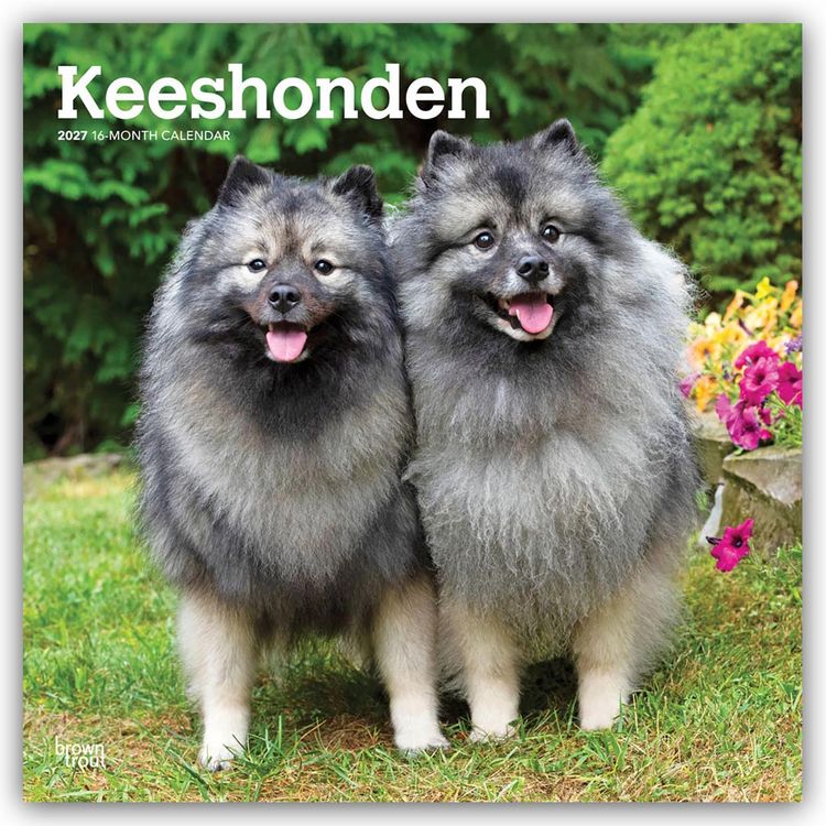 Produktbild: Keeshonden &ndash; Wolfsspitz 2027 &ndash; 16-Monatskalender