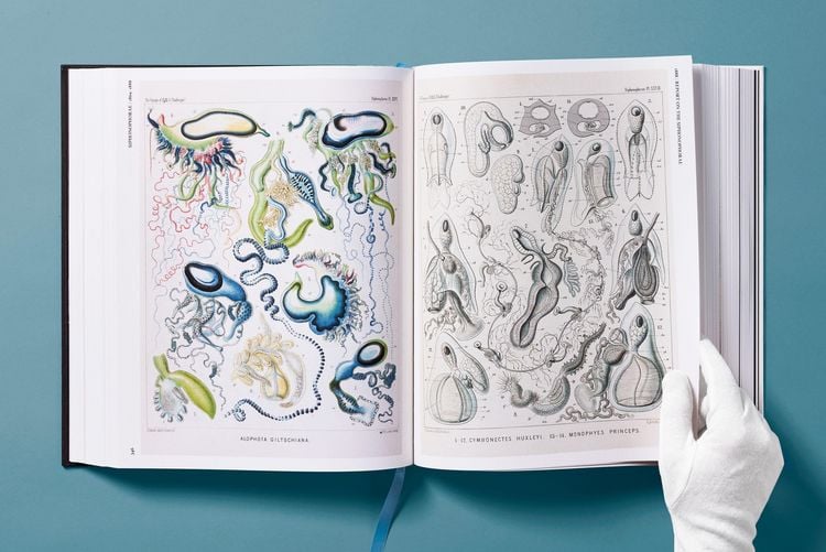 Produktbild: The Art and Science of Ernst Haeckel