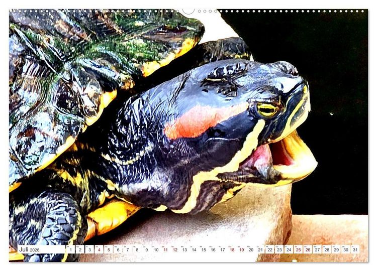 Produktbild: Schmuckschildkr&ouml;ten - Schmuckst&uuml;cke der Natur (hochwertiger Premium Wandkalender 2026 DIN A2 quer), Kunstdruck in Hochglanz