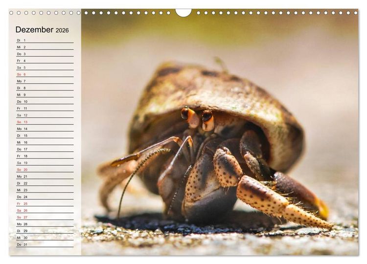 Produktbild: Krabben. Witzige Monster (Wandkalender 2026 DIN A3 quer), CALVENDO Monatskalender