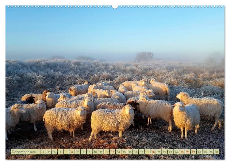 Produktbild: Mein Ostfriesland (hochwertiger Premium Wandkalender 2026 DIN A2 quer), Kunstdruck in Hochglanz
