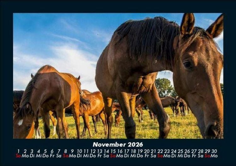 Produktbild: Die Welt der Pferde 2026 Fotokalender DIN A5