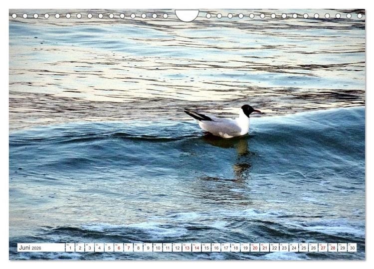 Produktbild: Lachm&ouml;wen an der Ostsee (Wandkalender 2026 DIN A4 quer), CALVENDO Monatskalender