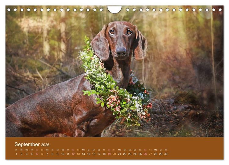Produktbild: Der Dackel (Wandkalender 2026 DIN A4 quer), CALVENDO Monatskalender