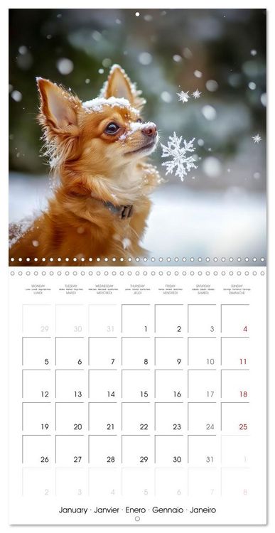 Produktbild: Cute Chihuahua (Wall Calendar 2026 12 &times; 12 Inch) CALVENDO 12 Month Wall Calendar