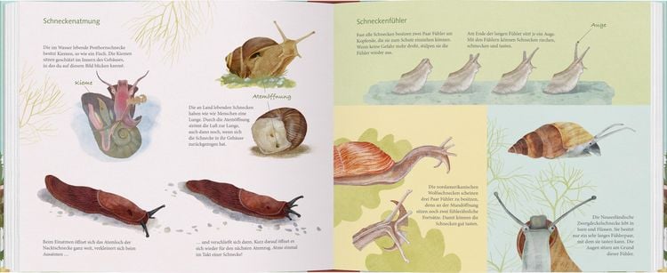 Produktbild: Schau mal, eine Schnecke!