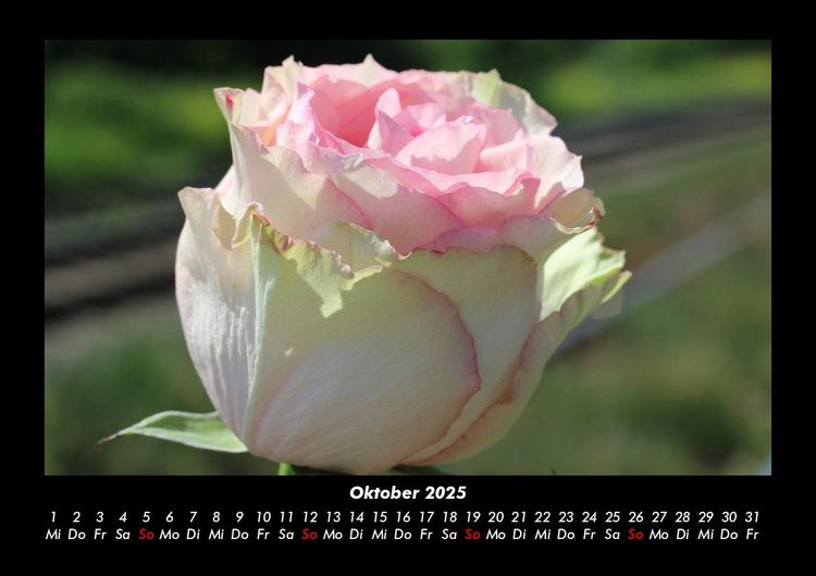 Produktbild: Blumentr&auml;ume 2025 Fotokalender DIN A3