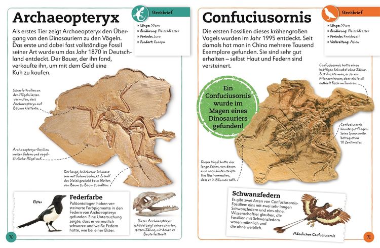 Fossilien