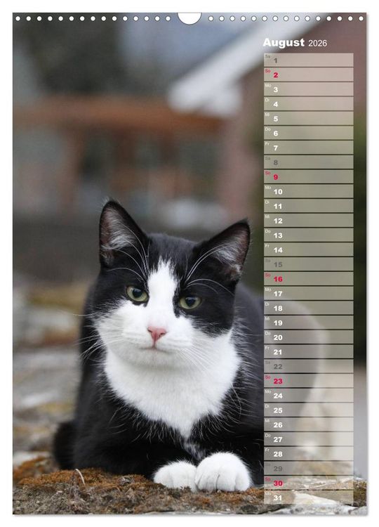 Produktbild: Hauskatzen (Wandkalender 2026 DIN A3 hoch), CALVENDO Monatskalender