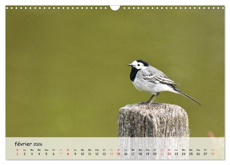 Produktbild: OISEAUX des Jardins et For&ecirc;ts (Calendrier mural 2026 DIN A3 vertical), CALVENDO calendrier mensuel