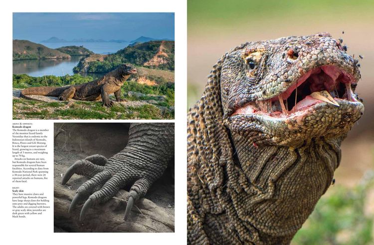 Produktbild: Crocodiles, Alligators & Lizards