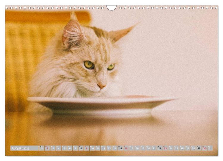 Produktbild: Katzen Pers&ouml;nlichkeiten 2026 (Wandkalender 2026 DIN A3 quer), CALVENDO Monatskalender