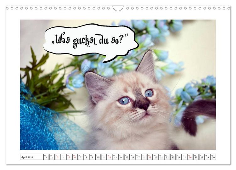 Produktbild: Lustiger Katzenkalender (Wandkalender 2026 DIN A3 quer), CALVENDO Monatskalender