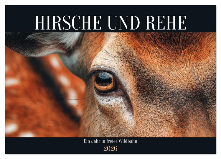 Produktbild: HIRSCHE UND REHE - Ein Jahr in freier Wildbahn (Tischkalender 2026 DIN A5 quer), CALVENDO Monatskalender