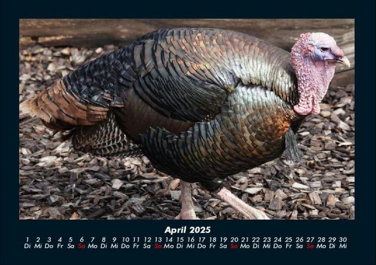 Produktbild: Tiere auf dem Bauernhof 2025 Fotokalender DIN A4