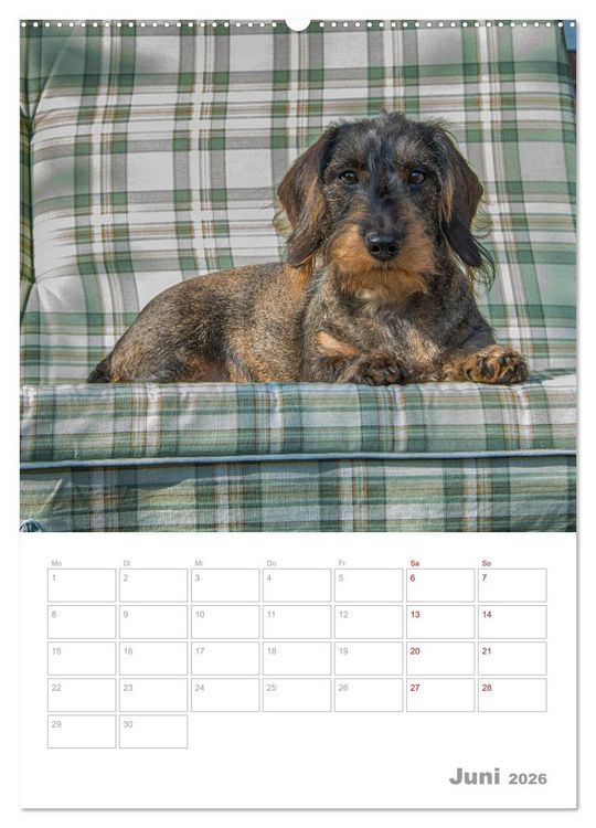 Produktbild: Dackelportraits (hochwertiger Premium Wandkalender 2026 DIN A2 hoch), Kunstdruck in Hochglanz