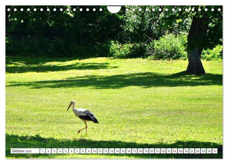 Produktbild: Alle St&ouml;rche sind schon da - Ein Dorf in Ostpreu&szlig;en und seine Sommerg&auml;ste (Wandkalender 2026 DIN A4 quer), CALVENDO Monatskalender