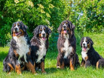 Produktbild: CALVENDO Puzzle Vier Sch&ouml;nheiten - Berner Sennenhunde | 1000 Teile Lege-Gr&ouml;&szlig;e 64x48cm Foto-Puzzle f&uuml;r gl&uuml;ckliche Stunden