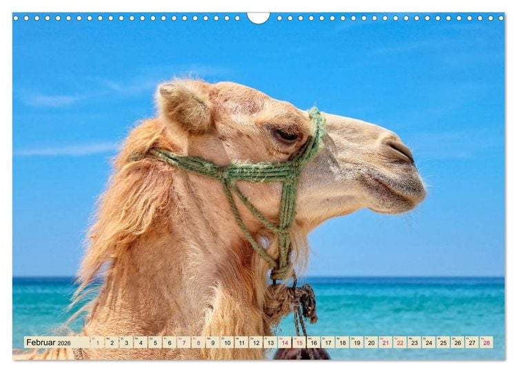 Produktbild: Kamel Gesichter (Wandkalender 2026 DIN A3 quer), CALVENDO Monatskalender