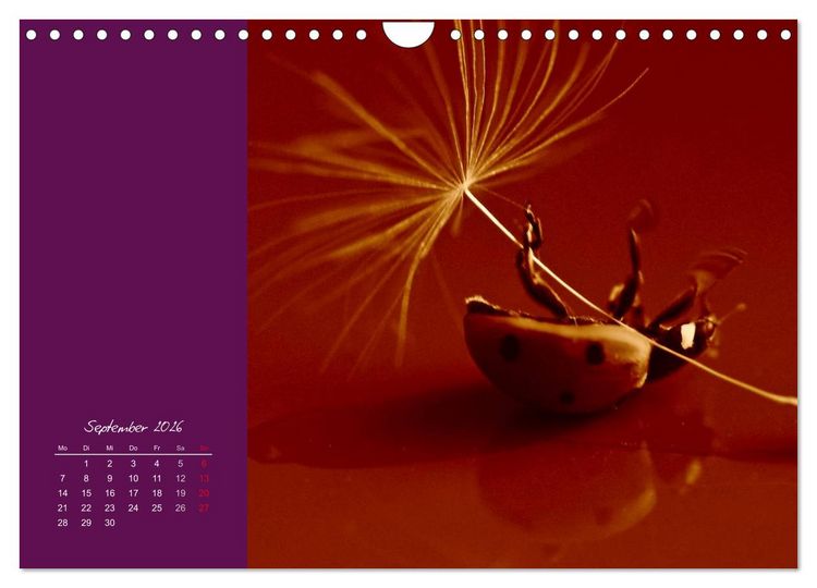 Produktbild: Momente des Gl&uuml;cks (Wandkalender 2026 DIN A4 quer), CALVENDO Monatskalender