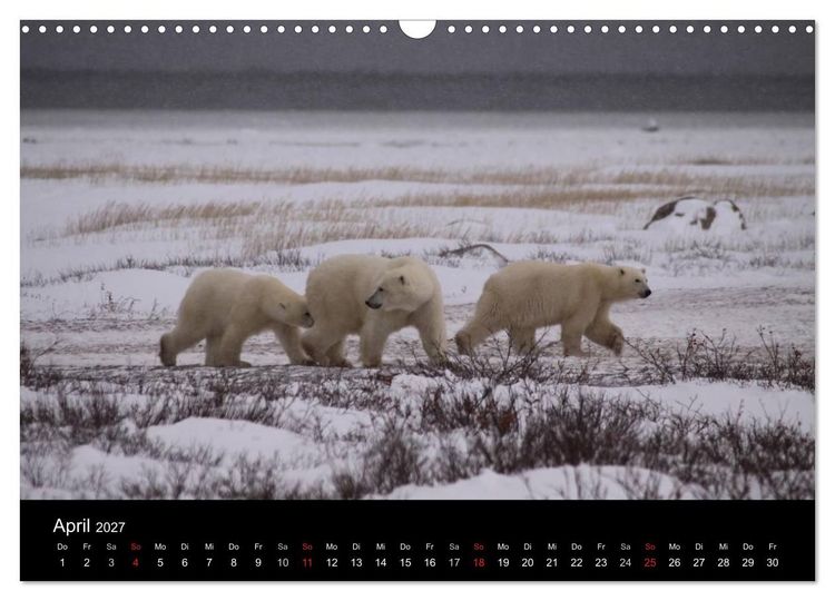 Produktbild: Arktische Tr&auml;ume - Eisb&auml;ren in Kanada (Wandkalender 2027 DIN A3 quer), CALVENDO Monatskalender