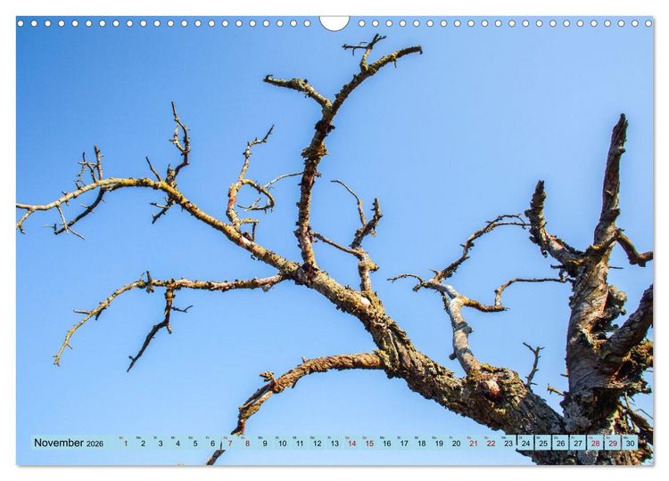 Produktbild: Das Element Holz - Ein Sinnbild (Wandkalender 2026 DIN A3 quer), CALVENDO Monatskalender