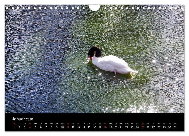 Produktbild: Welt der Tiere (Wandkalender 2026 DIN A4 quer), CALVENDO Monatskalender