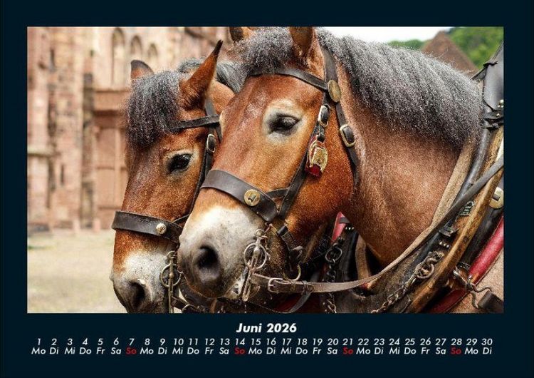 Produktbild: Pferdegefl&uuml;ster 2026 Fotokalender DIN A4