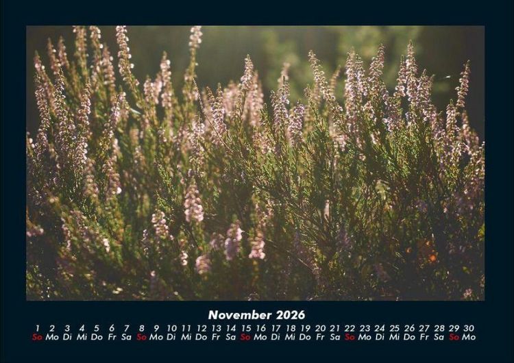 Produktbild: Pflanzen und Bl&uuml;ten 2026 Fotokalender DIN A4