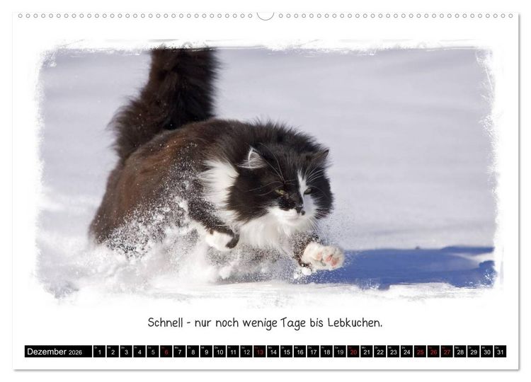 Produktbild: Tierisch witzig (hochwertiger Premium Wandkalender 2026 DIN A2 quer), Kunstdruck in Hochglanz
