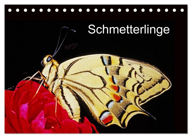 Produktbild: Schmetterlinge (Tischkalender 2026 DIN A5 quer), CALVENDO Monatskalender